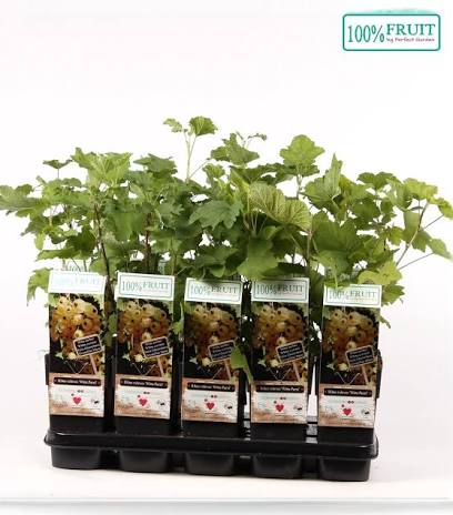 Witte Bes - Bessenstruik Fruitplant