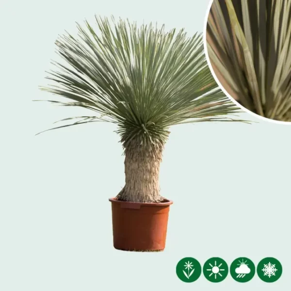Yucca rostrata palmlelie