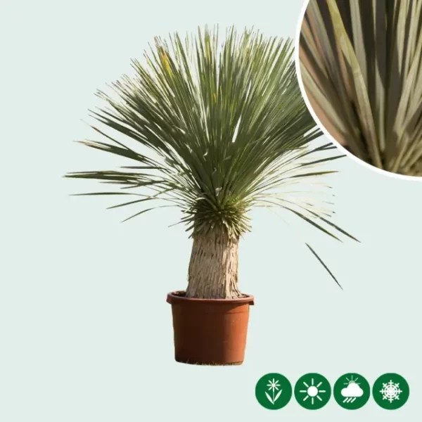 Yucca rostrata palmlelie