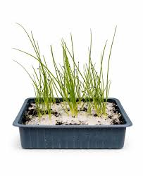 Zomerprei - Preiplant Moestuinplant