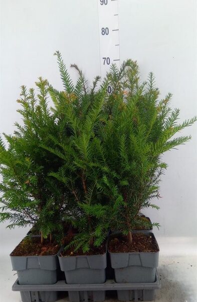 Taxus baccata - pot 17 cm, hoogte 60 cm