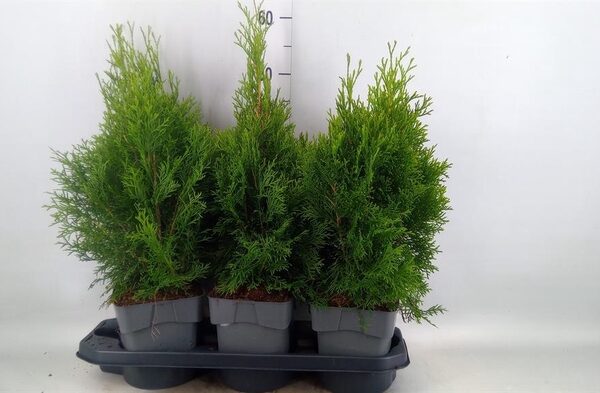 Thuja occid. 'Smaragd' - pot 17 cm, hoogte 30 cm