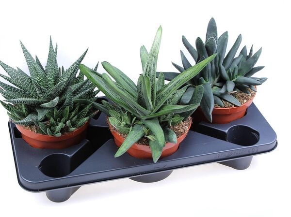 Aloe ...mix - pot 17 cm, hoogte 24 cm
