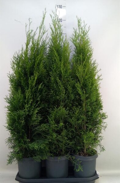 Thuja occid. 'Smaragd' - pot 21 cm, hoogte 90 cm