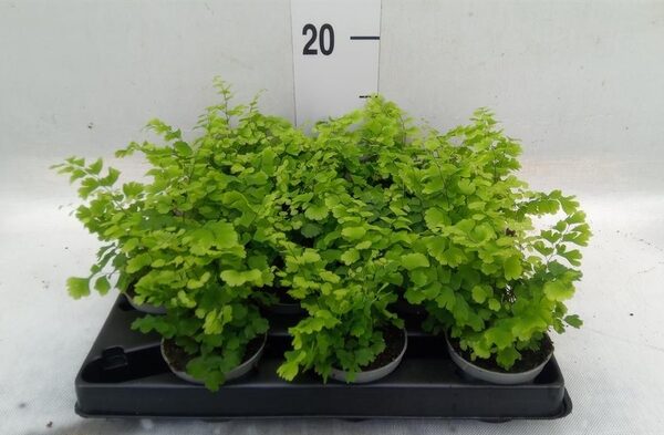 Adiantum raddi. 'Fritz-Luthi' - pot 6 cm, hoogte 15 cm