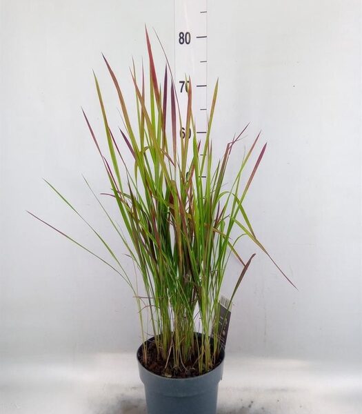 Imperata cylindrica 'Red Baron' - pot 19 cm, hoogte 70 cm