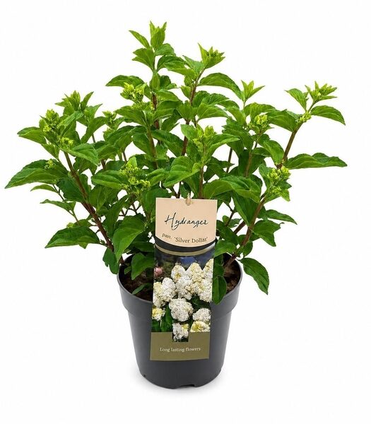 Hydrangea pan. - pot 26 cm, hoogte 70 cm