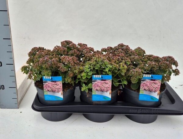 Sedum ... - pot 17 cm, hoogte 30 cm