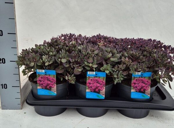 Sedum ... - pot 17 cm, hoogte 30 cm
