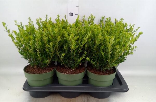 Ilex crenata 'Jenny' - pot 17 cm, hoogte 37 cm