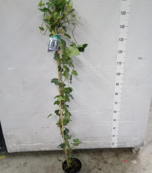 Hedera hibernica - pot 19 cm, hoogte 150 cm