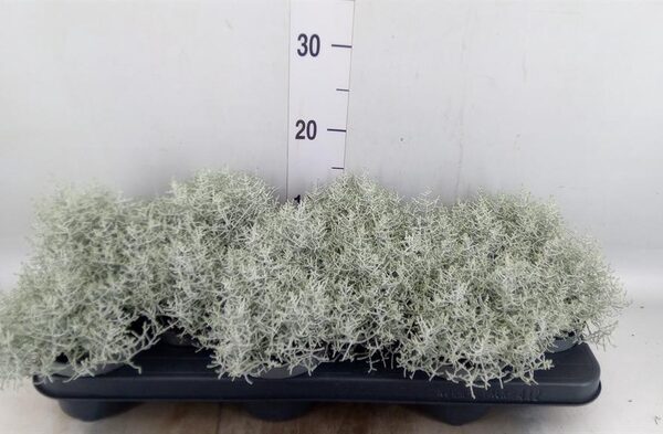 Leucophyta brownii - pot 17 cm, hoogte 15 cm