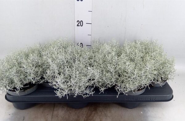 Leucophyta brownii - pot 10,5 cm, hoogte 10 cm