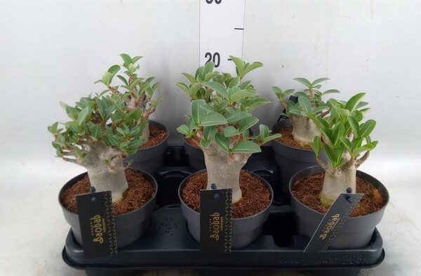 Adenium NB 'Ansu Baobab' - pot 12 cm, hoogte 25 cm