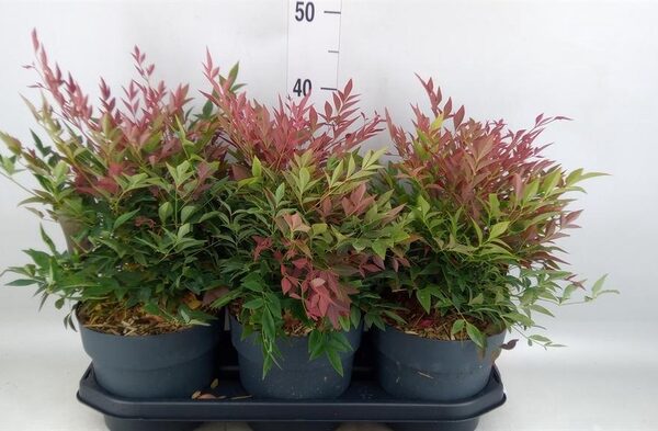 Nandina domestica 'Obsessed' - pot 19 cm, hoogte 55 cm