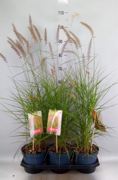 Pennisetum orientale - pot 19 cm, hoogte 50 cm