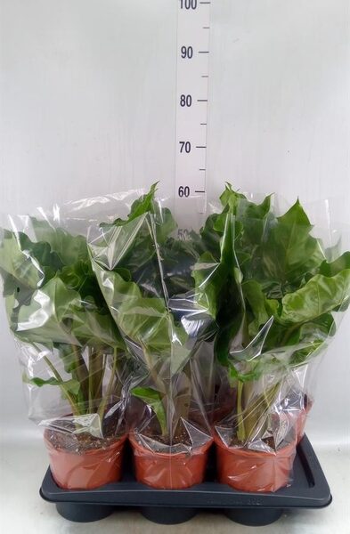 Alocasia 'Low Rider' - pot 17 cm, hoogte 55 cm