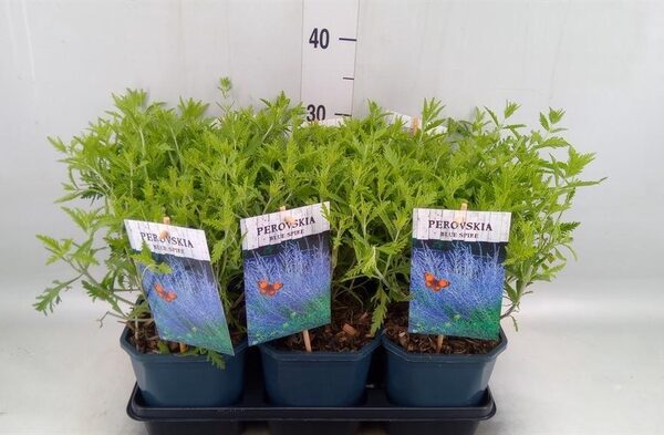 Perovskia atriplic. 'Blue Spire' - pot 17 cm, hoogte 45 cm