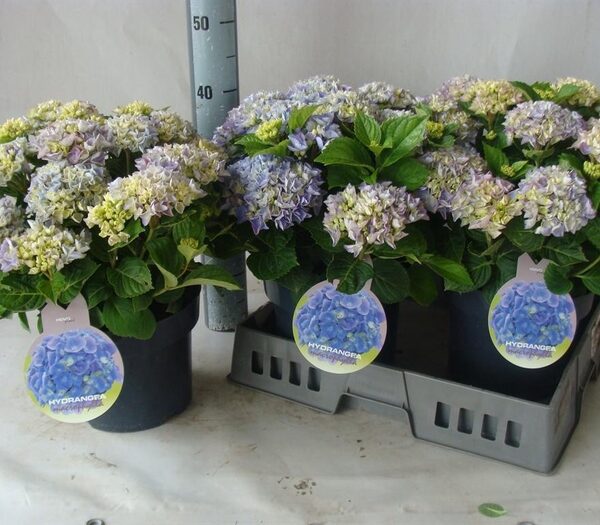 Hydrangea mac. - pot 23 cm, hoogte 45 cm