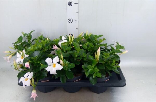 Mandevilla am. 'Sundav White' - pot 14 cm, hoogte 30 cm