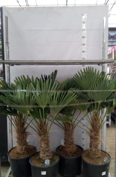 Trachycarpus wagnerianus - pot 35 cm, hoogte 140 cm