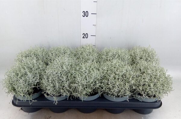 Leucophyta brownii - pot 12 cm, hoogte 20 cm