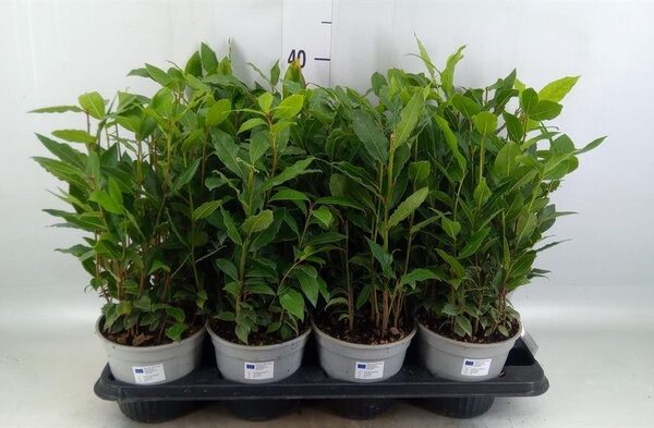 Laurus nobilis - pot 14 cm, hoogte 42 cm