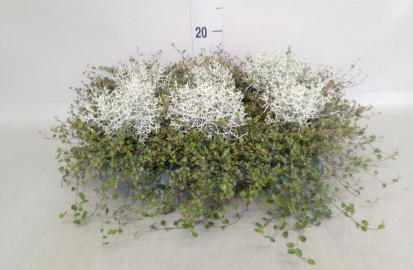 Leucophyta brownii - pot 13 cm, hoogte 18 cm