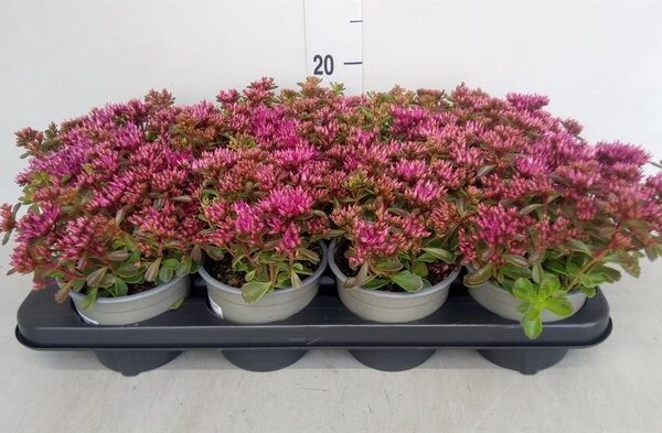 Sedum spurium - pot 13 cm, hoogte 15 cm