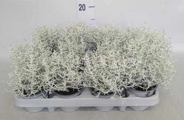 Leucophyta brownii - pot 9 cm, hoogte 16 cm