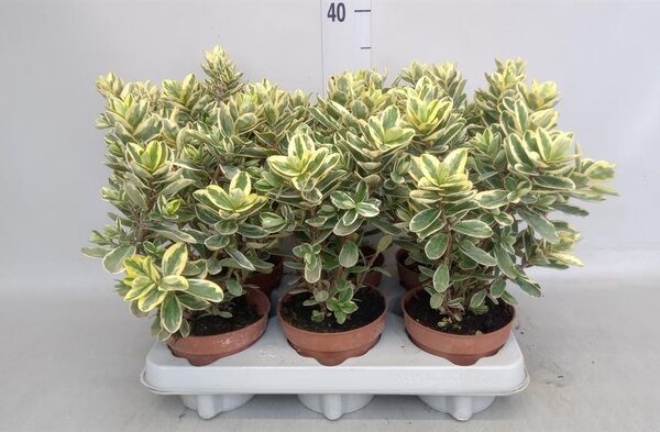 Hebe andersonii 'Variegata' - pot 12 cm, hoogte 35 cm