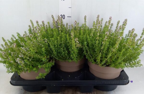 Thymus citriodorus - pot 19 cm, hoogte 20 cm