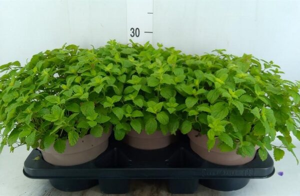 Melissa officinalis - pot 19 cm, hoogte 20 cm