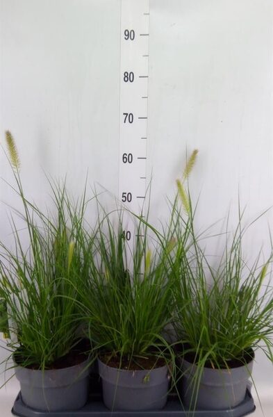 Pennisetum alopec. 'Hameln' - pot 19 cm, hoogte 50 cm