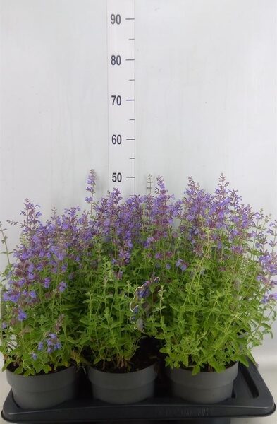 Nepeta faassenii 'Walkers Low' - pot 17 cm, hoogte 40 cm