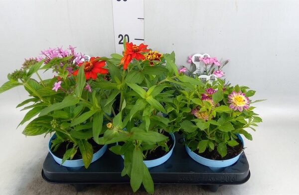 Tuinkruiden ... - pot 12 cm, hoogte 10 cm