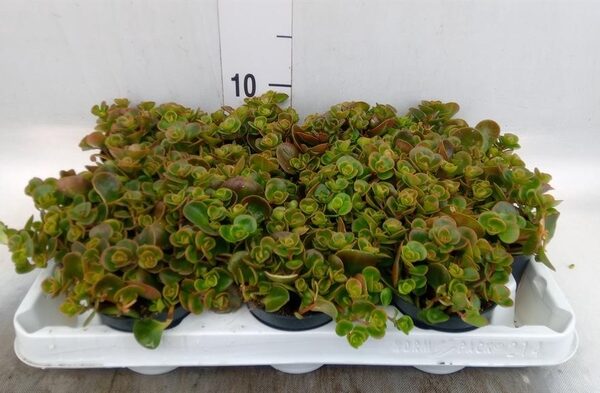 Sedum album 'Coral Carpet' - pot 8 cm, hoogte 13 cm