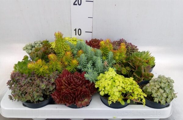 Rotsplanten ...mix [Rock plant] - pot 8 cm, hoogte 10 cm
