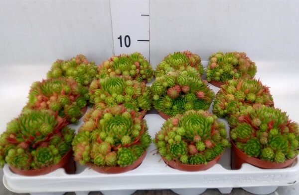 Sempervivum ... - pot 9 cm, hoogte 10 cm