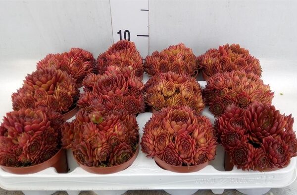 Sempervivum ... - pot 9 cm, hoogte 15 cm