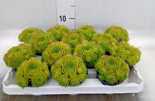 Sempervivum ... - pot 8 cm, hoogte 10 cm