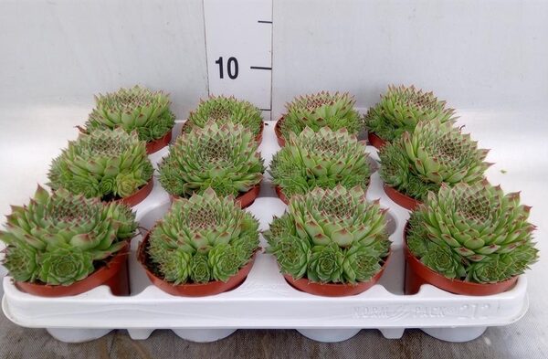 Sempervivum ... - pot 9 cm, hoogte 12 cm