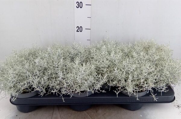 Leucophyta brownii - pot 10,5 cm, hoogte 10 cm