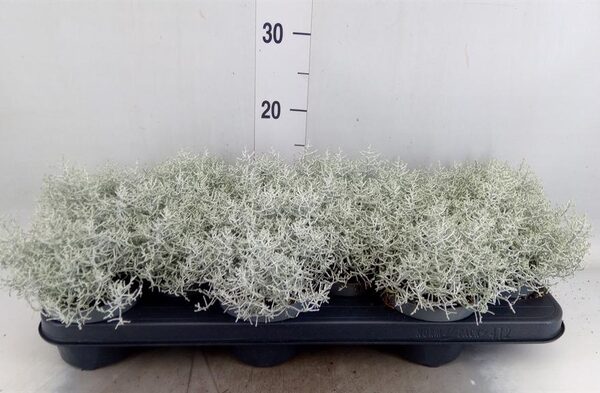 Leucophyta brownii - pot 10,5 cm, hoogte 10 cm