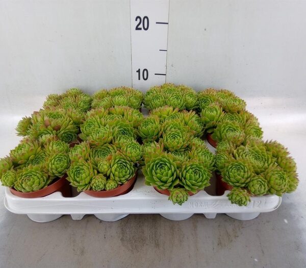 Sempervivum ... - pot 9 cm, hoogte 13 cm