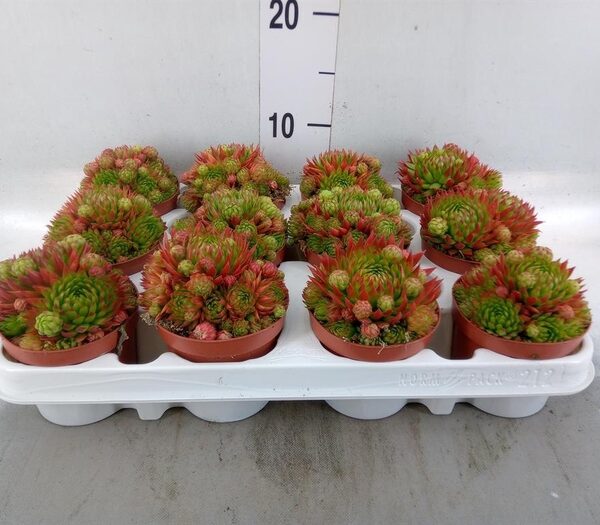 Sempervivum ... - pot 9 cm, hoogte 10 cm