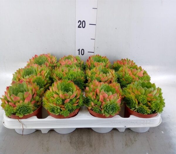 Sempervivum ... - pot 9 cm, hoogte 14 cm
