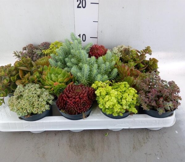 Rotsplanten ...mix [Rock plant] - pot 8 cm, hoogte 10 cm