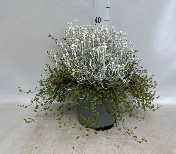 Leucophyta brownii - pot 23 cm, hoogte 35 cm