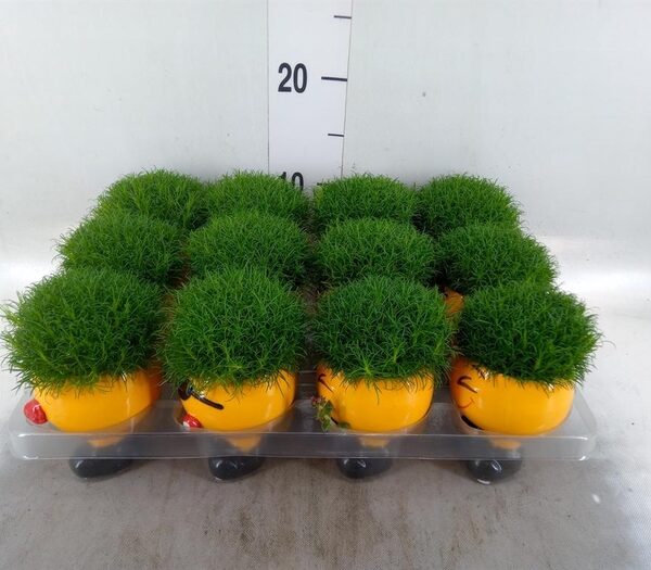 Sagina subulata - pot 6 cm, hoogte 10 cm